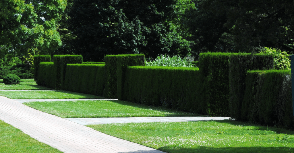 hedges in straight lines