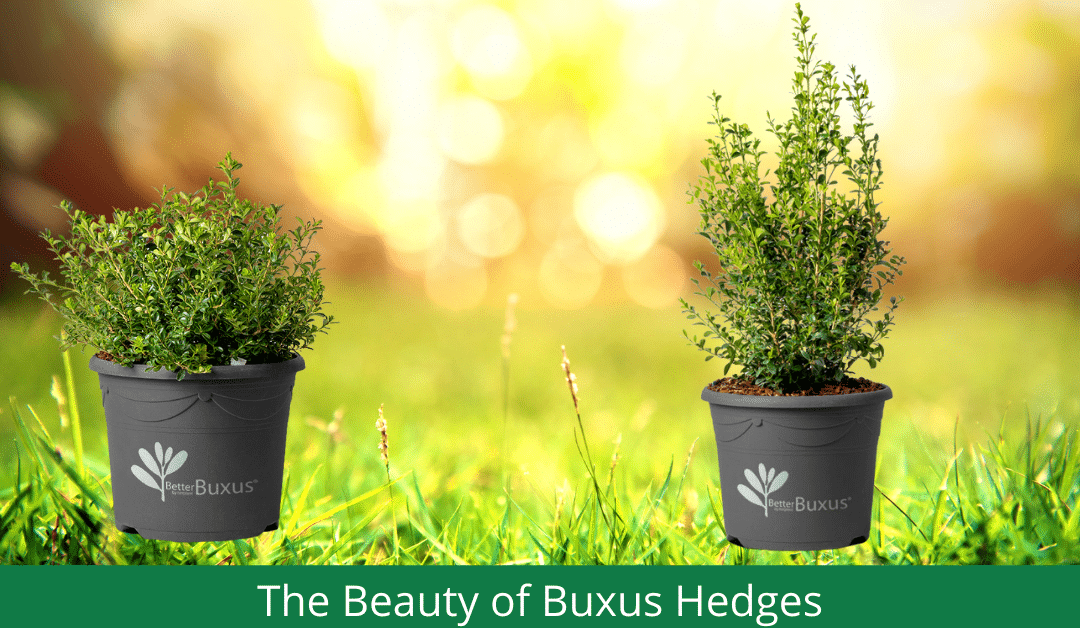 Better Buxus Hedges