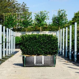 Low maintenance hedges - Euonymus Jean Hugues
