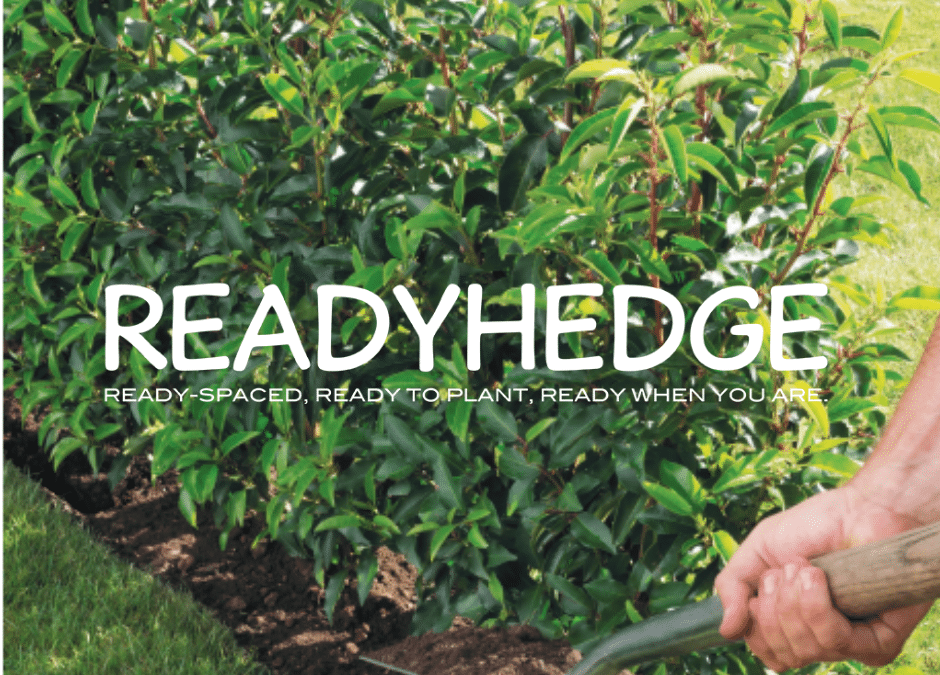 how to plant hedges