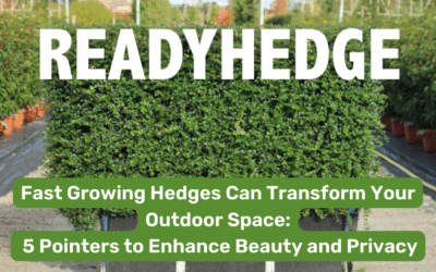 Fast Growing Hedges Can Transform Your Outdoor Space: 5 Pointers to Enhance Beauty and Privacy