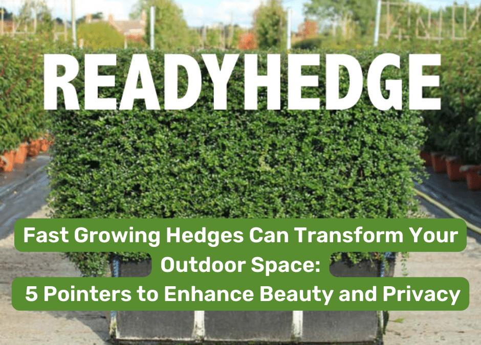 Fast Growing Hedges Can Transform Your Outdoor Space: 5 Pointers to Enhance Beauty and Privacy