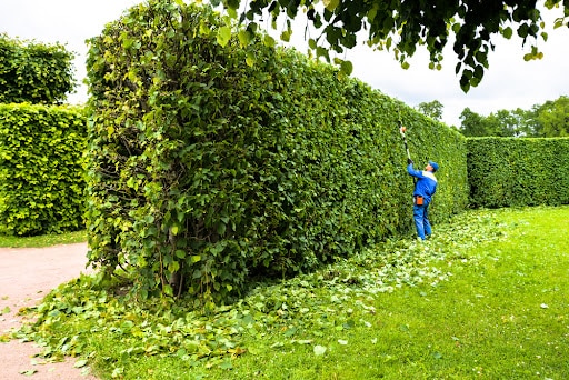 ideas for garden hedges