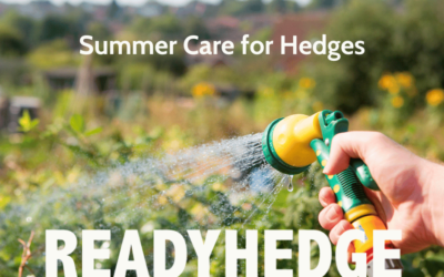 Summer care for hedges – How to Trim Hedges and other Tips