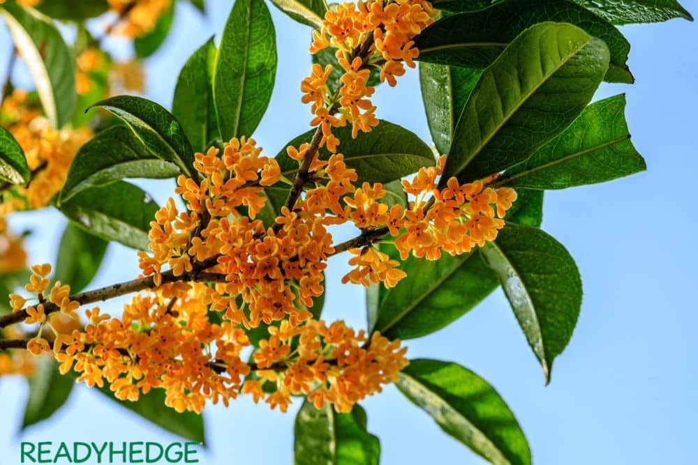 Unveiling the Enchanting Blooms of Osmanthus: A Fragrant Delight