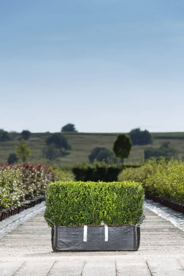 Low Maintenance Hedges - Common Box (Buxus sempervirens)