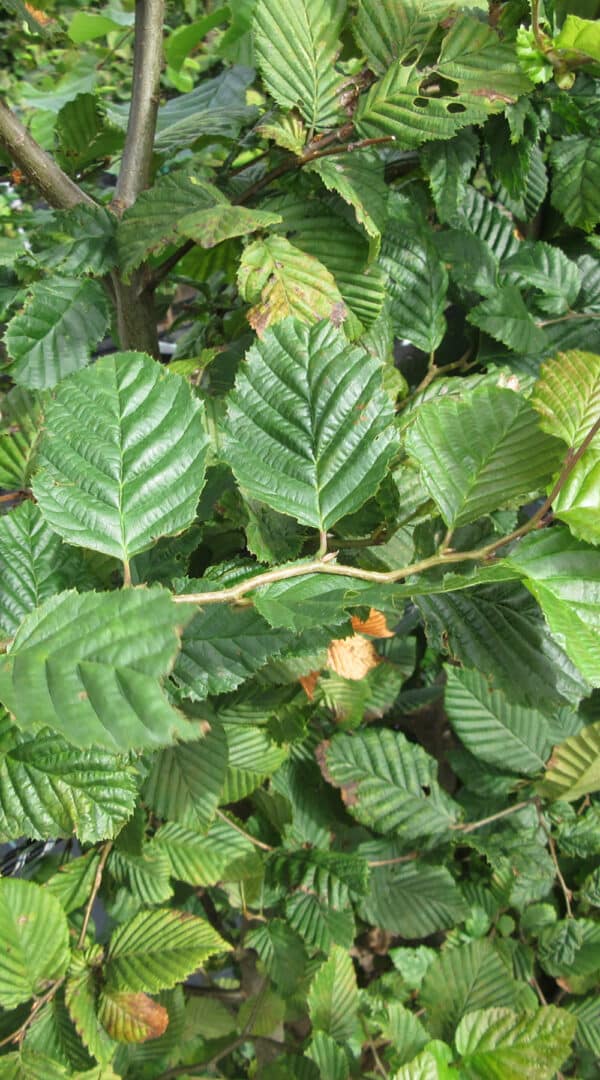 Carpinus betulus foliage 1