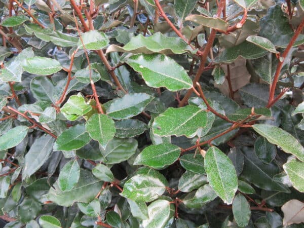 Elaeagnus eb. Compacta Old Foliage 1