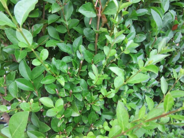 Ligustrum ovalifolium Foliage 2