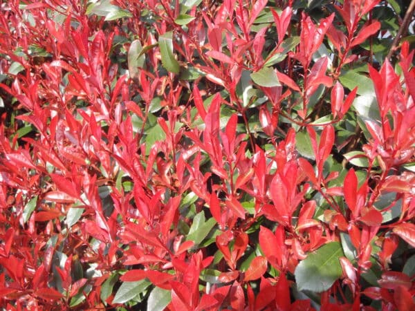 Photinia Carre Rouge new growth 1