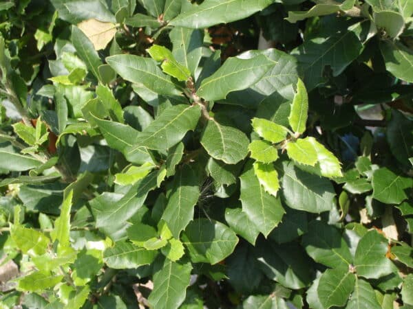 Quercus ilex 2 1
