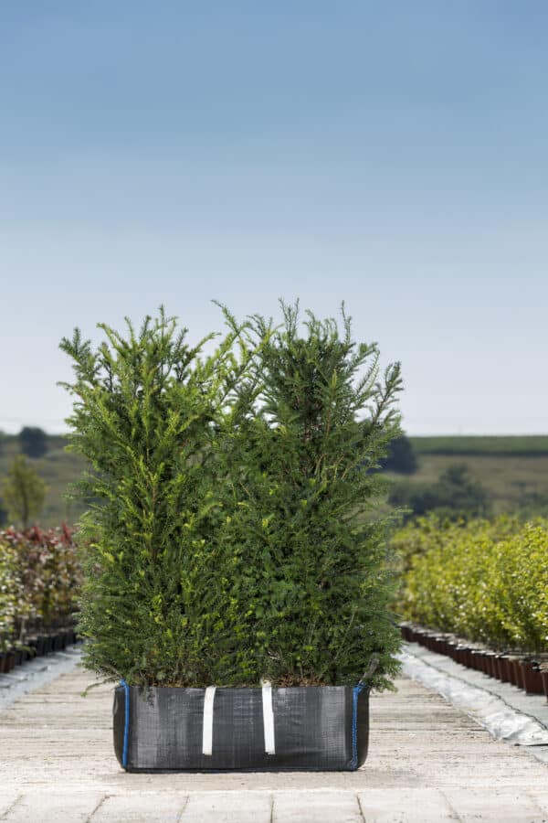 Taxus baccata 1 1