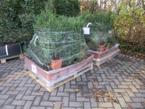 Taxus baccata TR Pallet